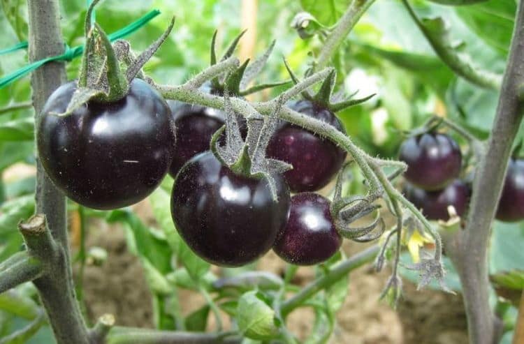 تصویر 2 از نشا گوجه فرنگی سیاه با رشد قوی و کیفیت بالا